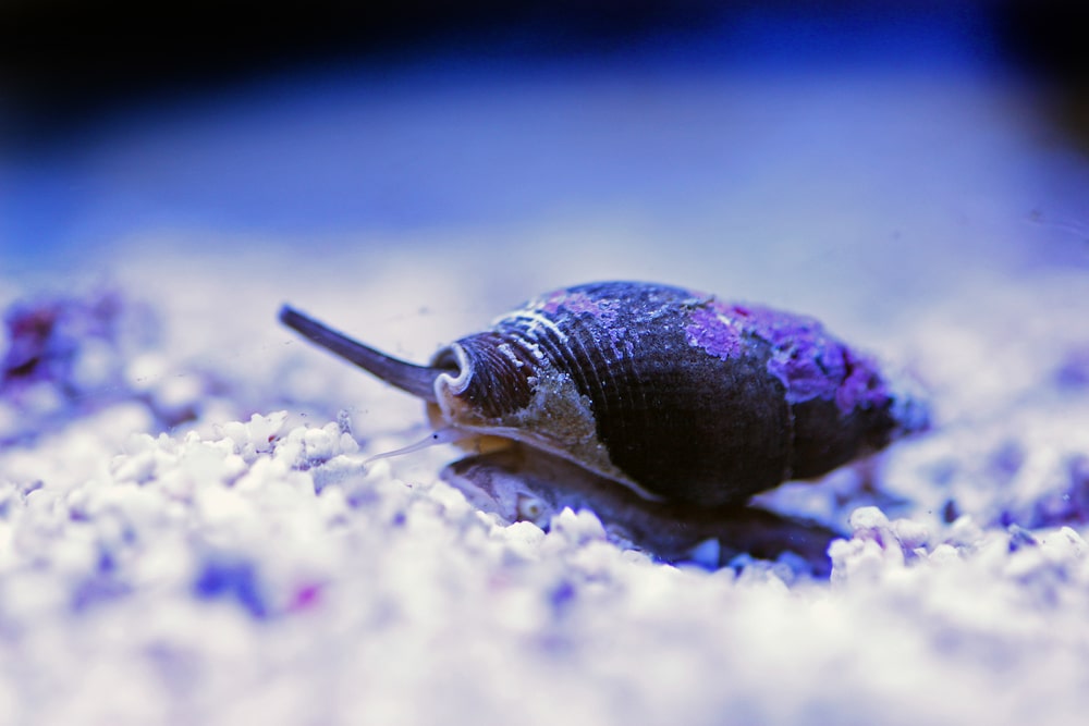 Nassarius snail in reef tank