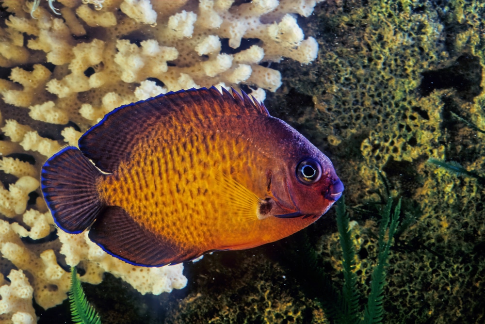 coral beauty angelfish