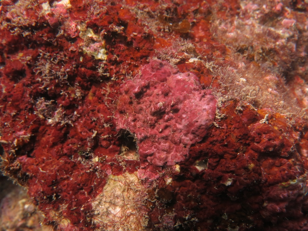 coralline algae on rock