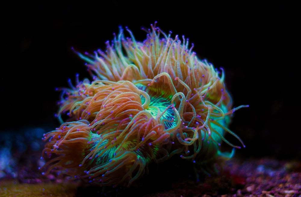 elegance coral