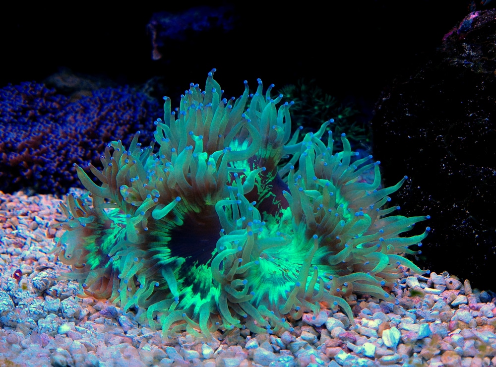 elegance coral