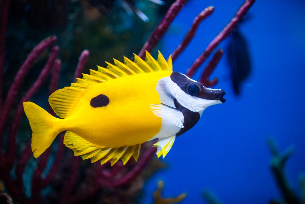 Foxface Rabbitfish