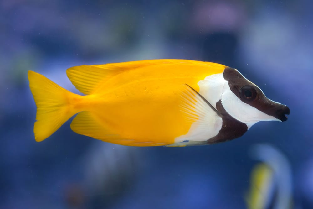 Foxface rabbitfish (Siganus vulpinus)