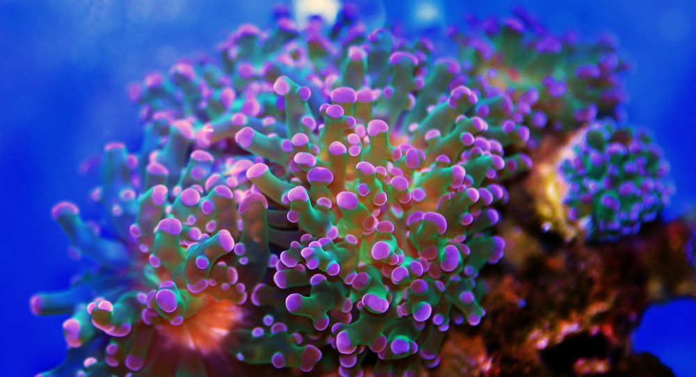 frogspawn coral