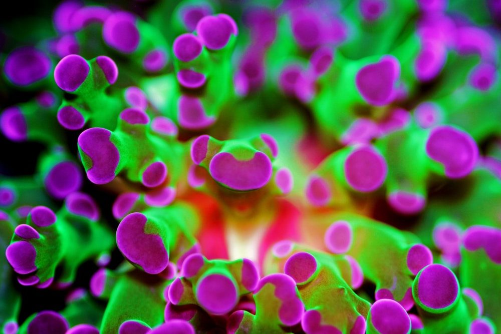 closeup of a frogspawn coral