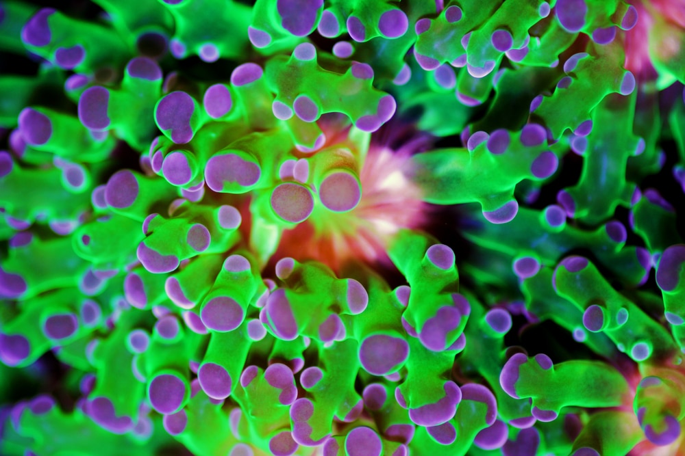 frogspawn coral