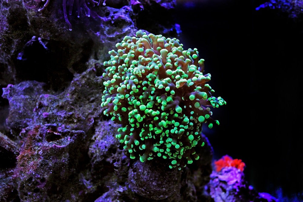 frogspawn coral in reef tank
