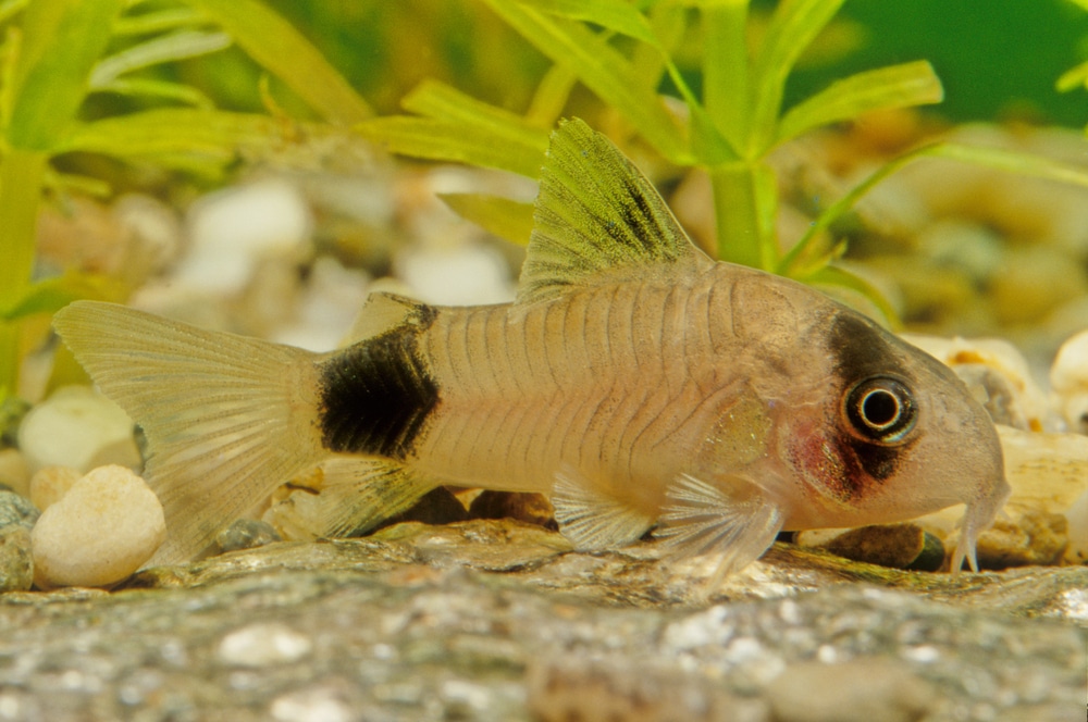 Corydoras panda