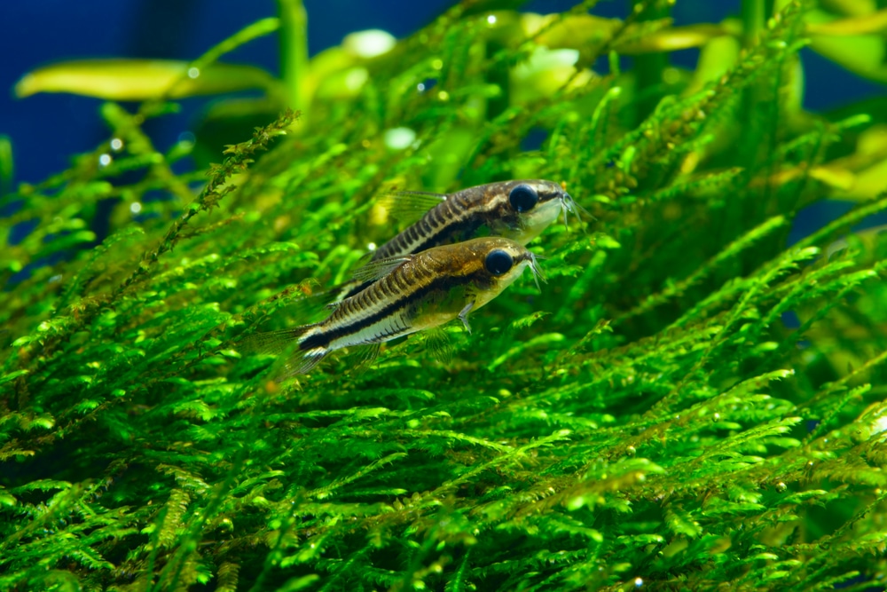 pygmy corydoras