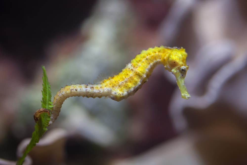 Slender seahorse (Hippocampus reidi)