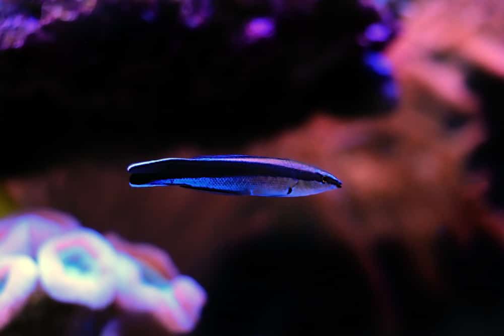 bluestreak cleaner wrasse