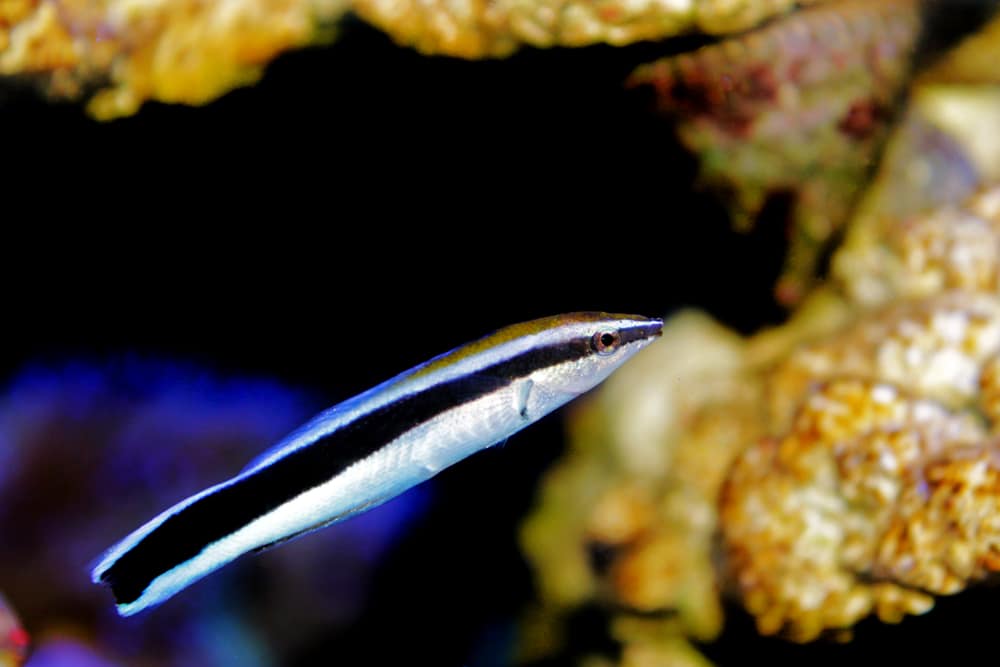 bluestreak cleaner wrasse in saltwater aquarium