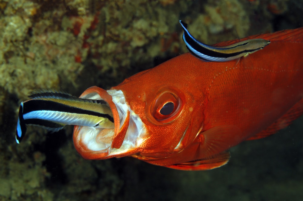 bluestreak cleaner wrasse