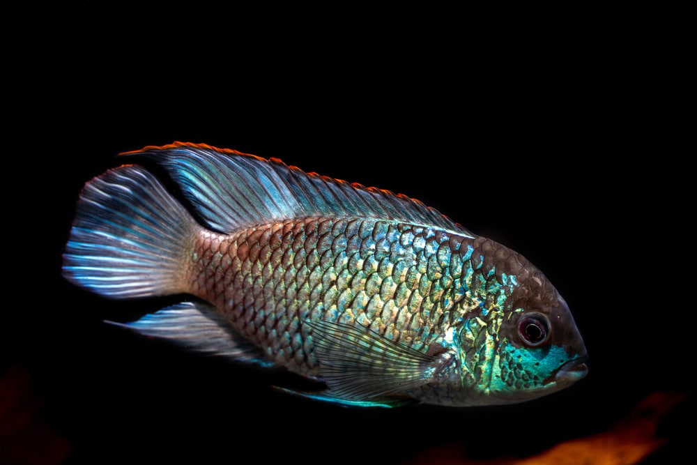 Electric Blue Acara (Andinoacara pulcher)