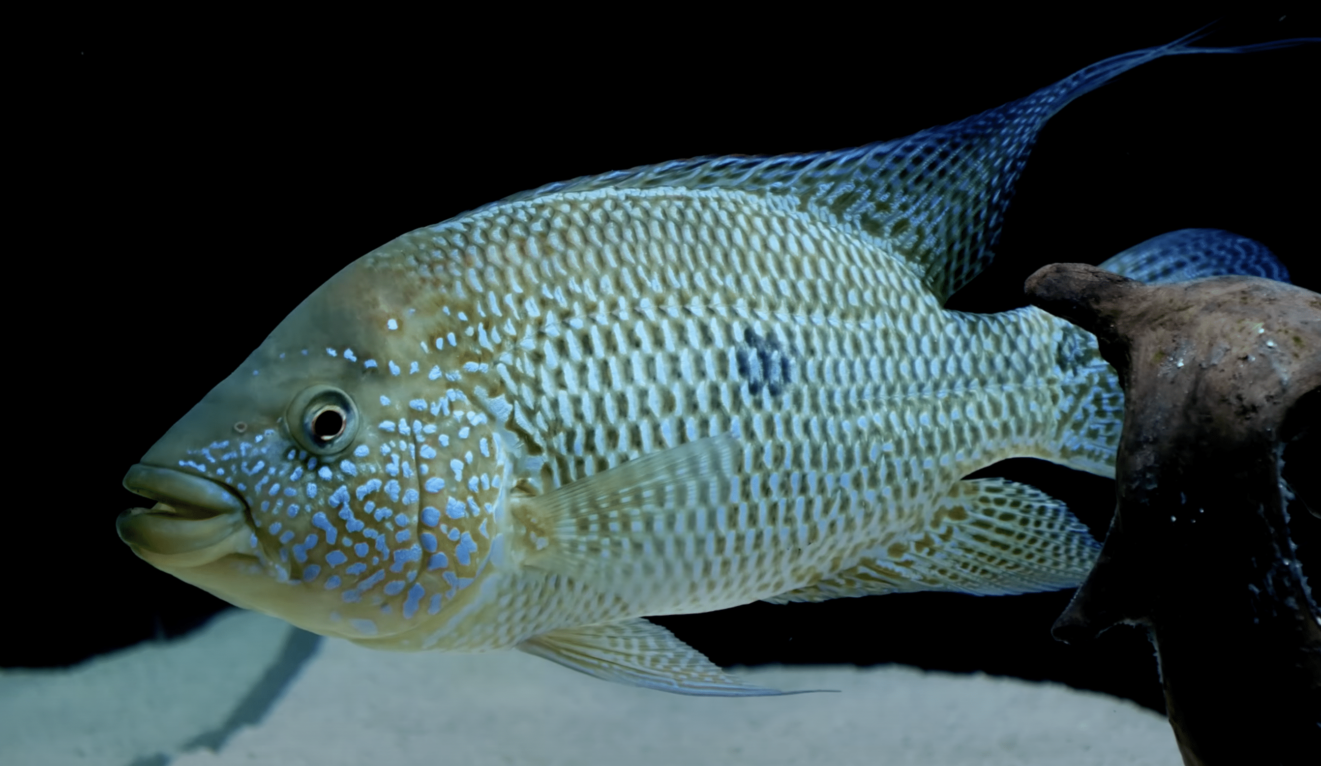 umbee cichlid