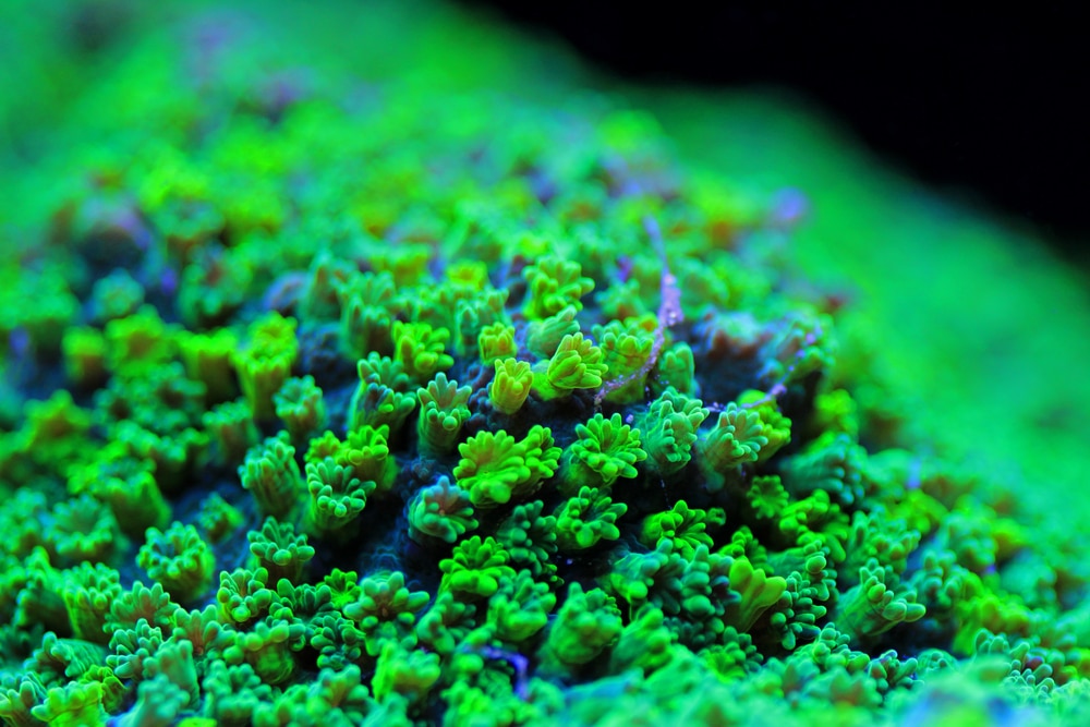 Cyphastrea coral close up