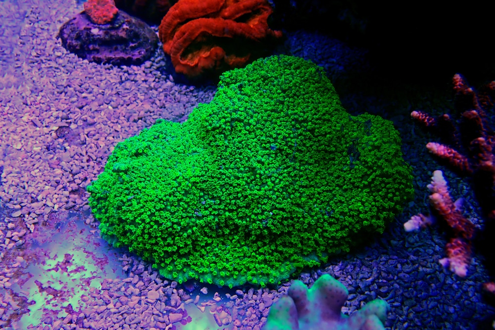 Cyphastrea coral in reef tank