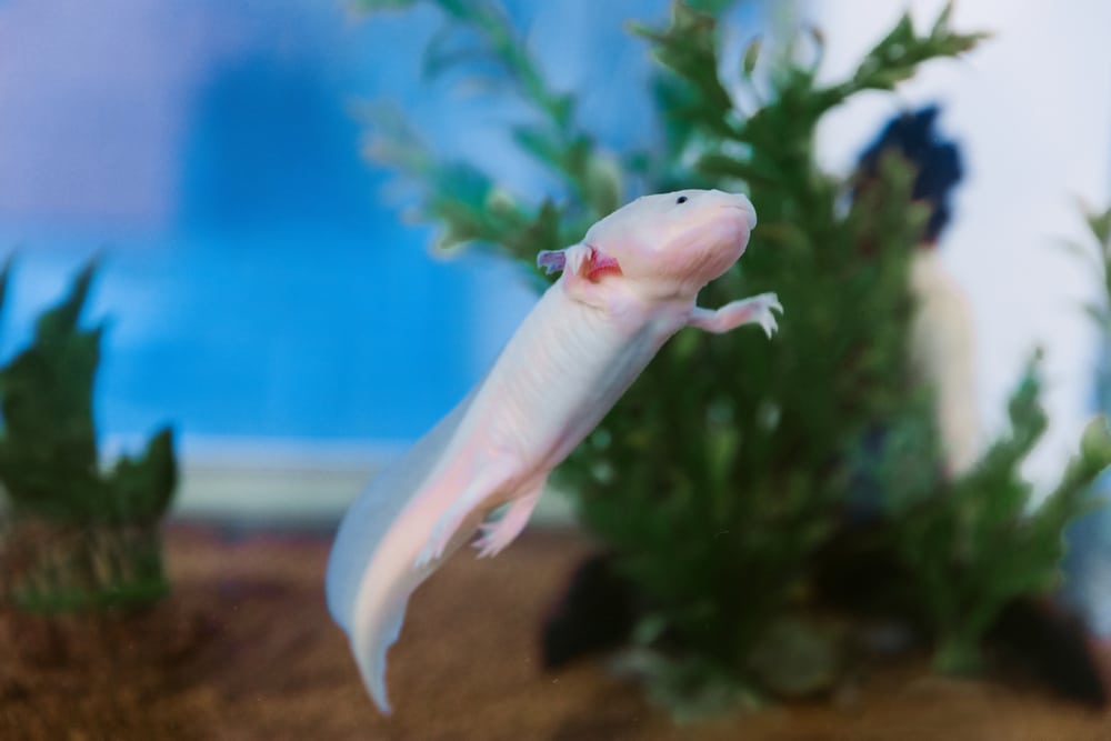 axolotl plants