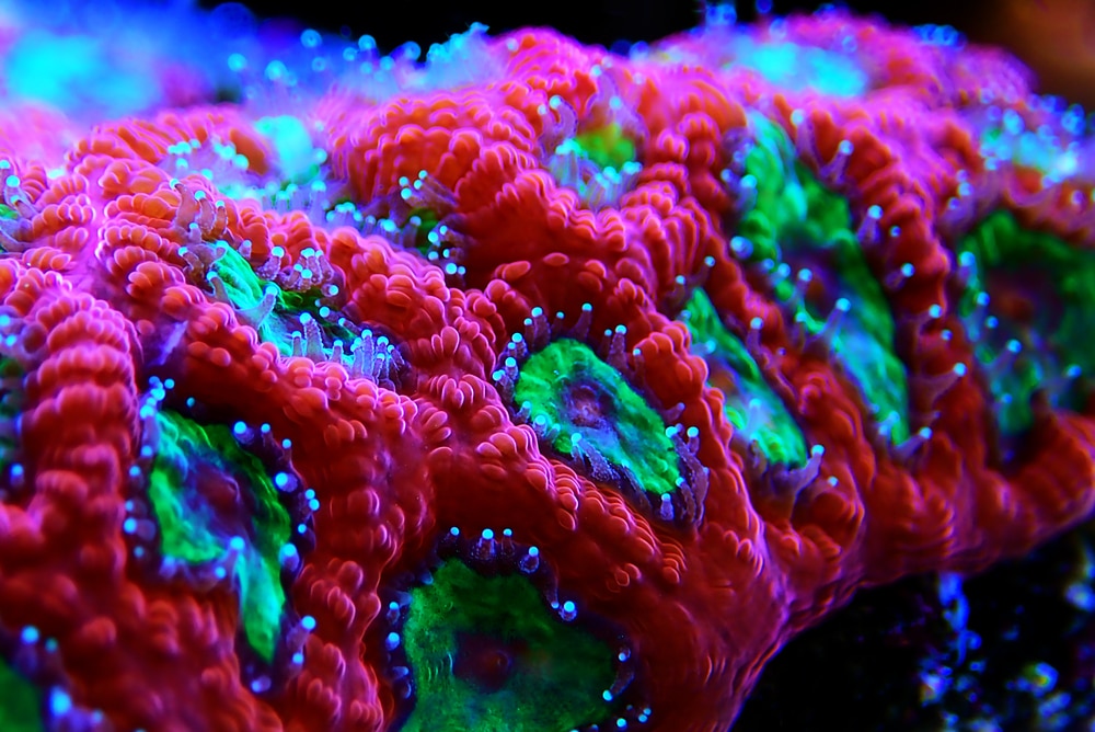 favia coral close up