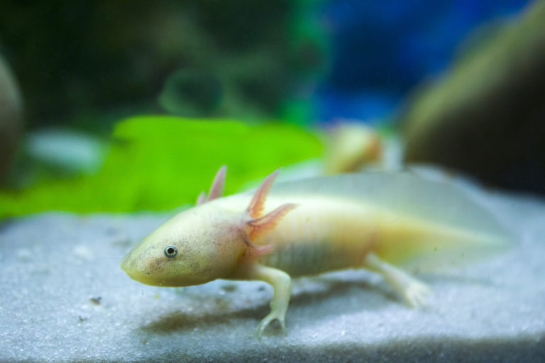 10 Best Plants for Axolotl Tanks Build Your Aquarium
