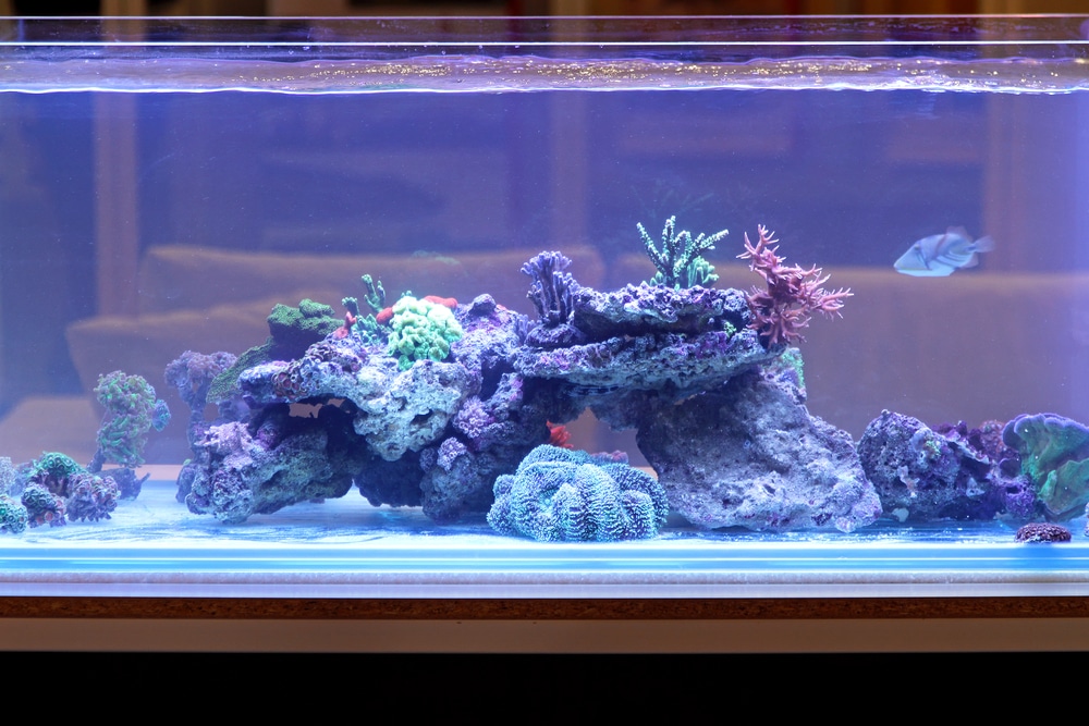 reef tank with coral