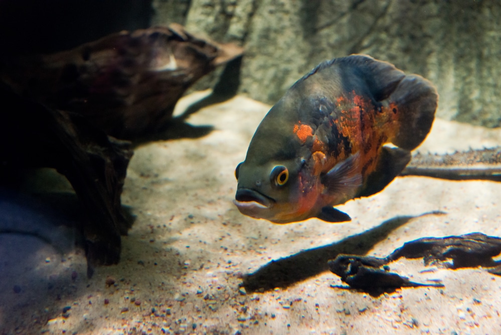 Oscar fish with sand substrate