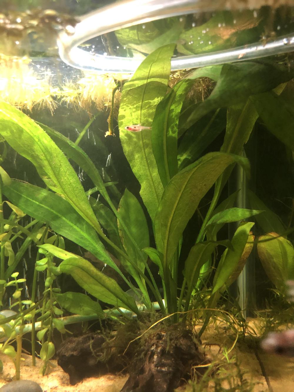 The Essential Guide to the Amazon Sword Plant