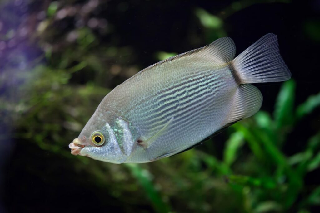 Aquariums for Kissing Gourami