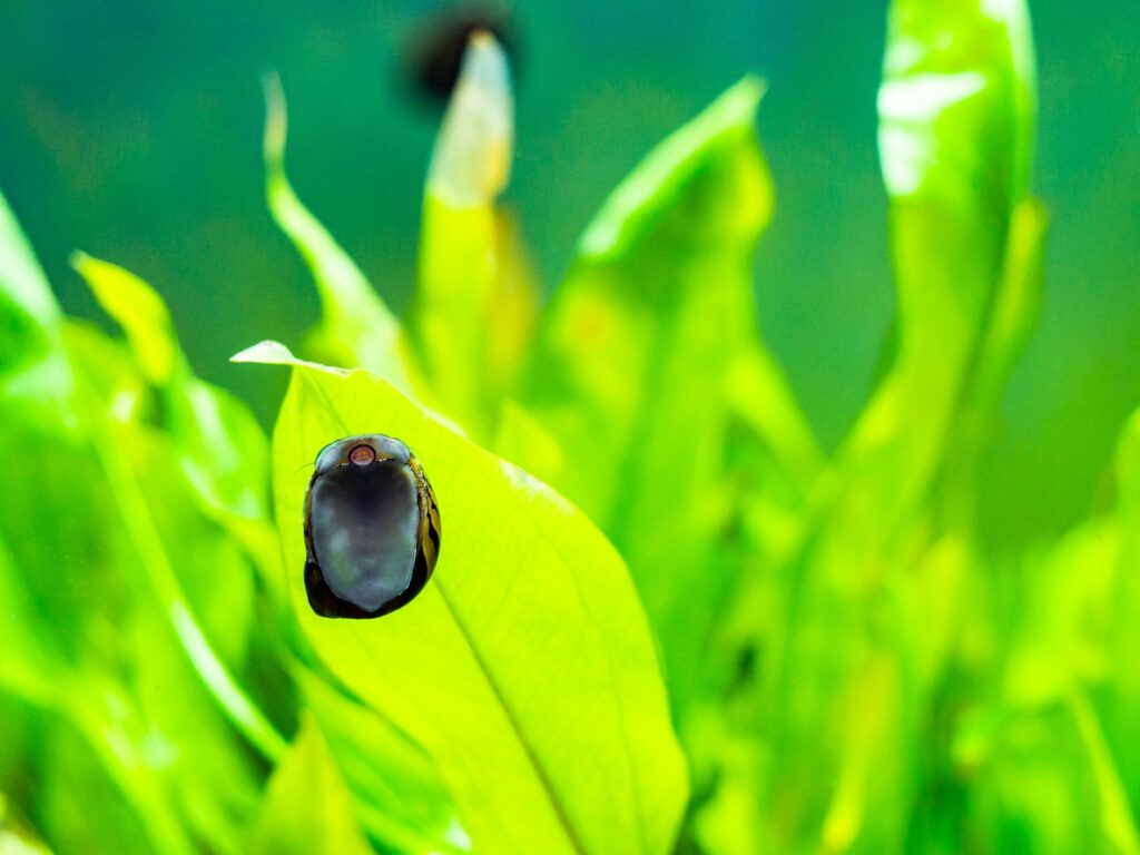 Breeding Nerite Snails