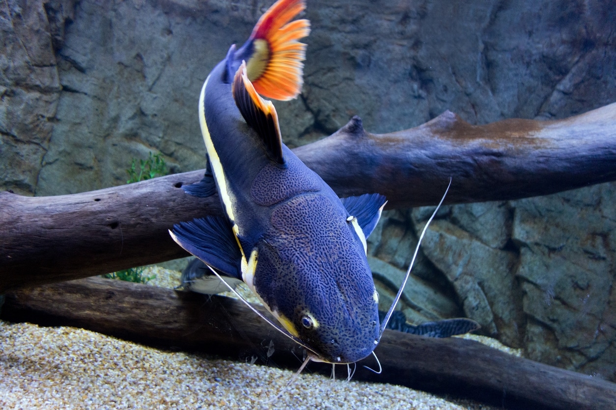 Red Tail Catfish Care Guide Feeding Setup Tank Mates More