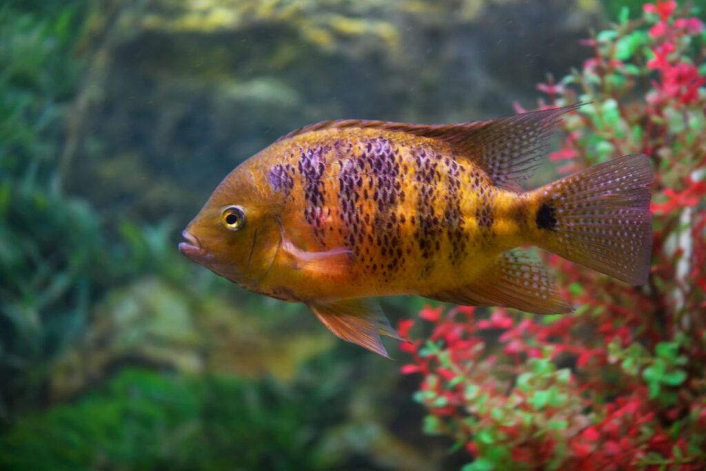 Convict Cichlid