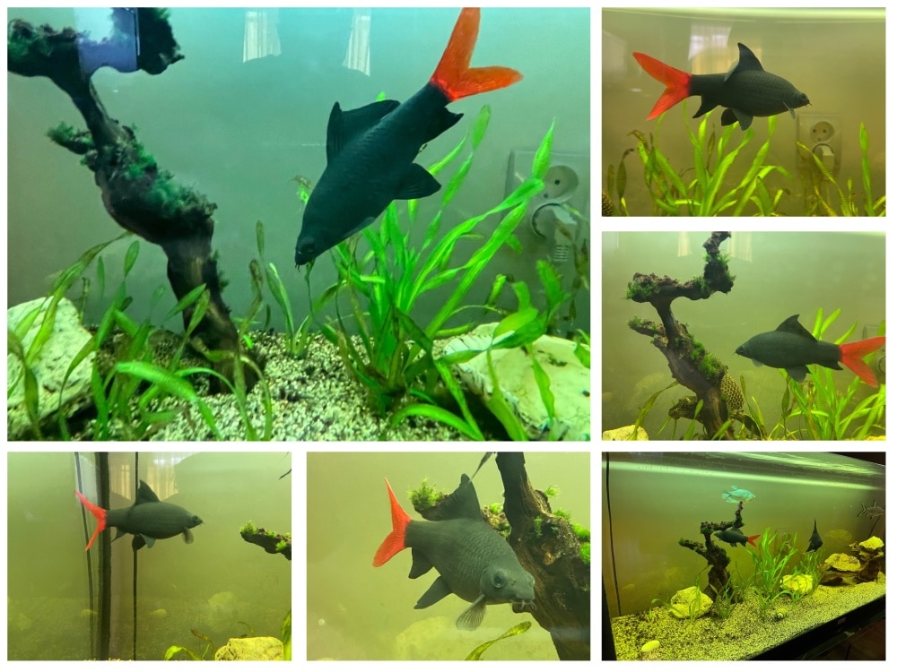 Enjoy Your Red Tail Shark