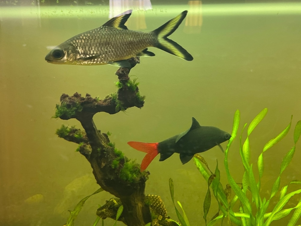 How Can You Tell If a Bala Shark is Male or Female