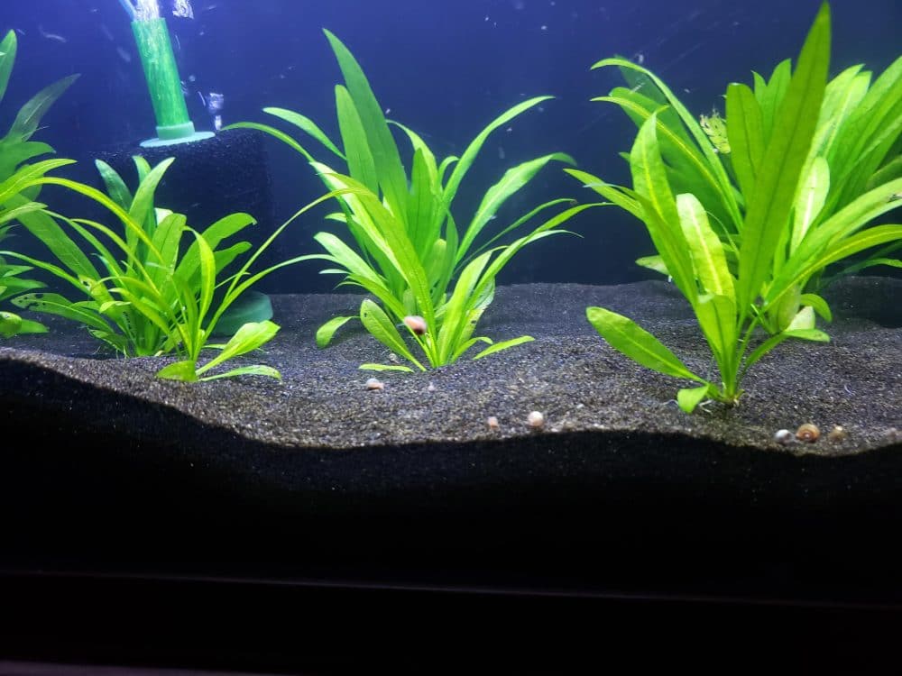 Lighting for Amazon Sword Plants