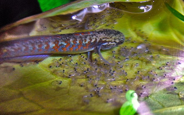 Males exhibit some parental care of the fry