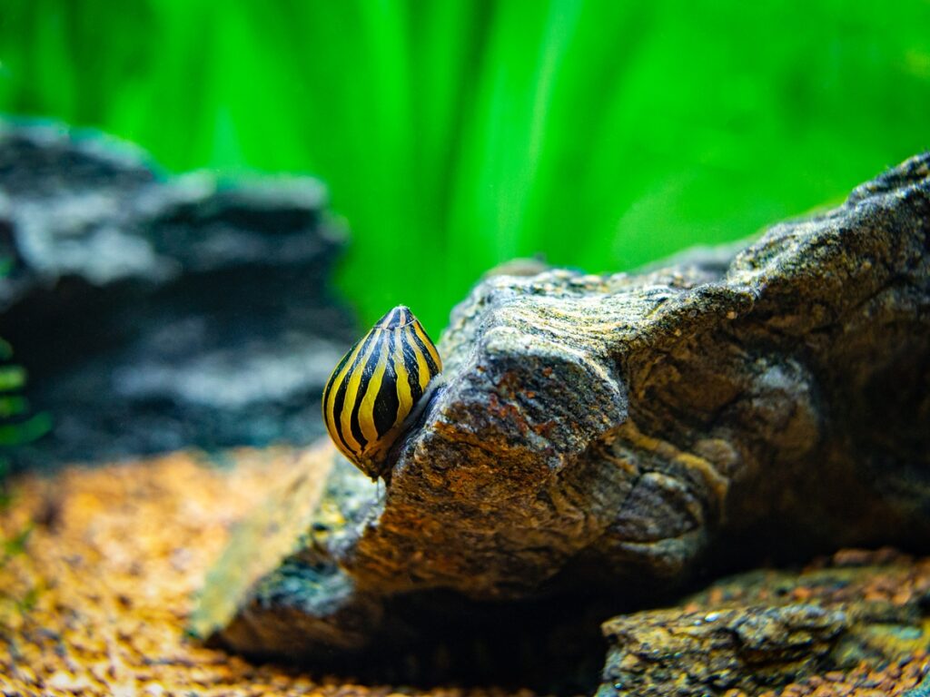 Nerite Snails