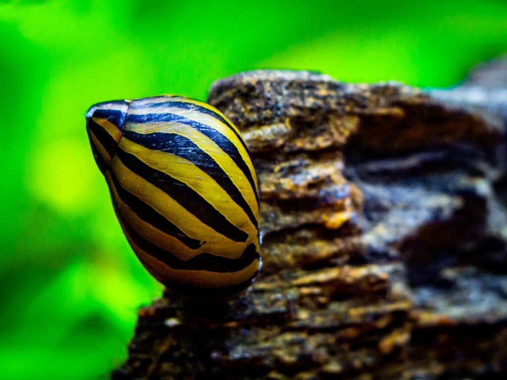 Nerite Snails and Aquascaping 