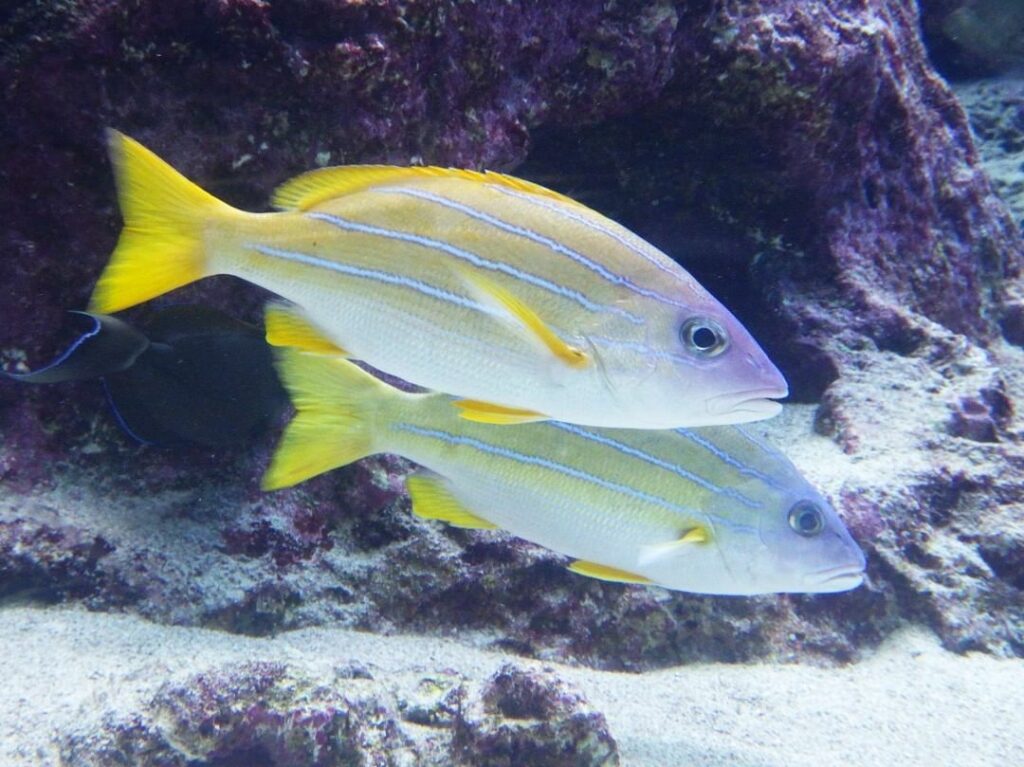 Okinawa Churaumi Aquarium