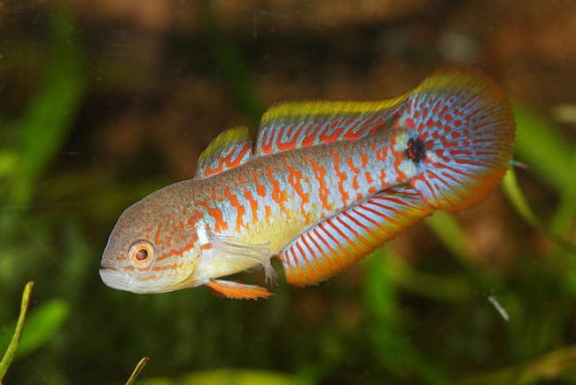 Proper rotation of proteins keep your peacock's scales looking their best