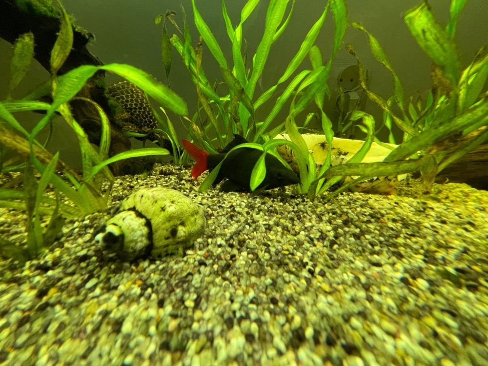 Rainbow Shark vs Red Tail Shark 