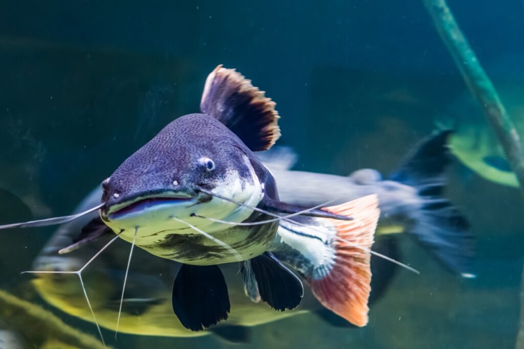 Red Tail Catfish