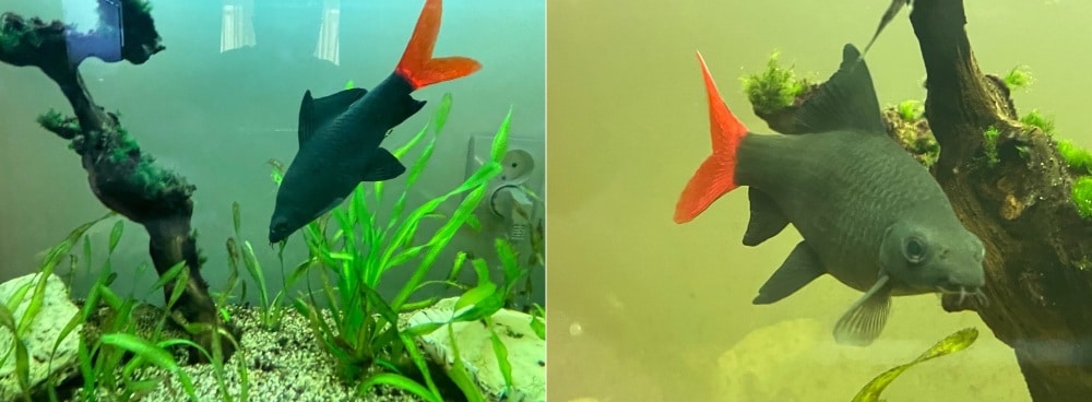 Red Tail Sharks are omnivores and scavengers
