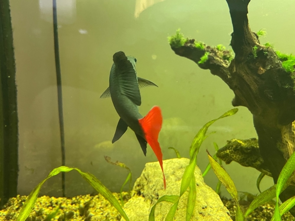 Red tail sharks tend to bully other fish