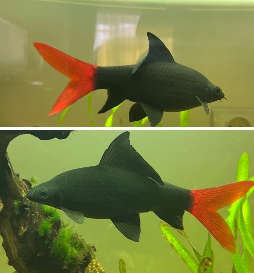 Size of the red tail sharks is Up to 6 in