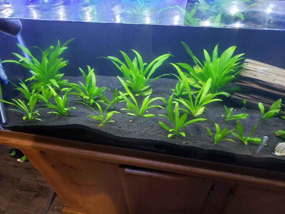 Substrates for Amazon Sword Plants