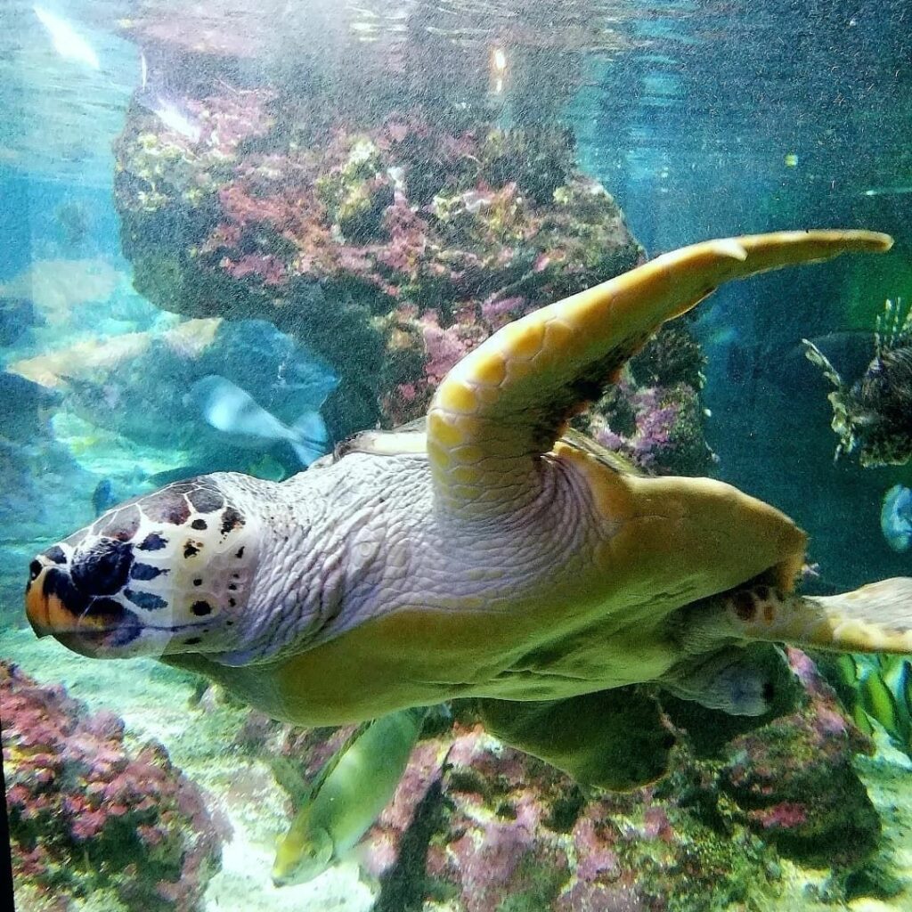 The Aquarium of Genoa