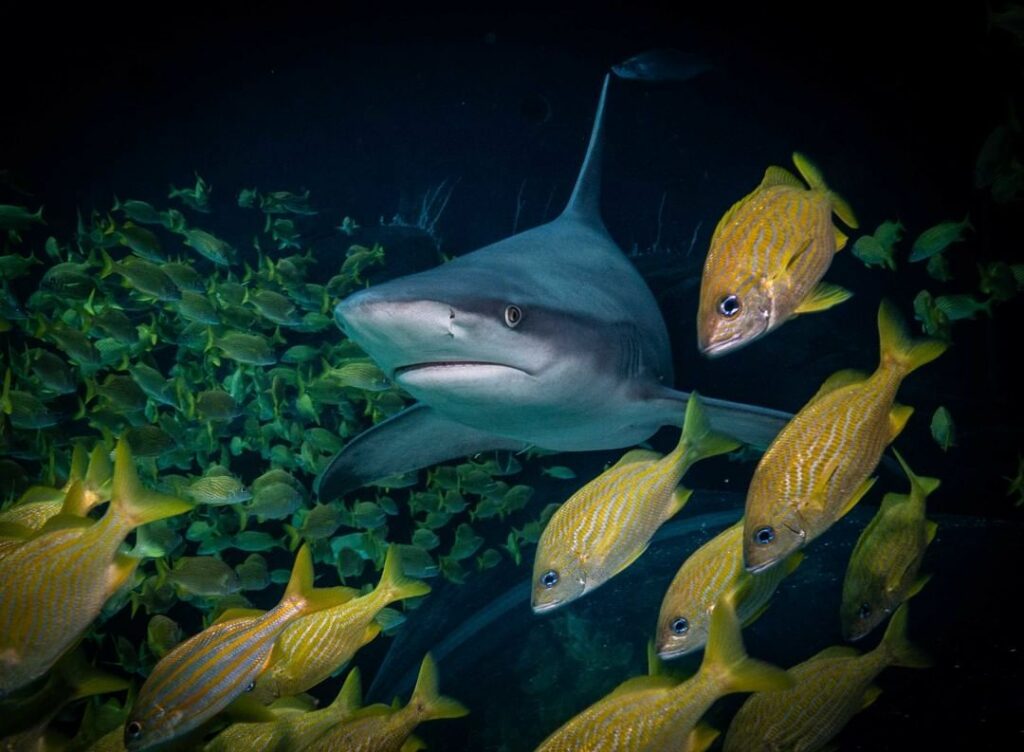 The Georgia Aquarium