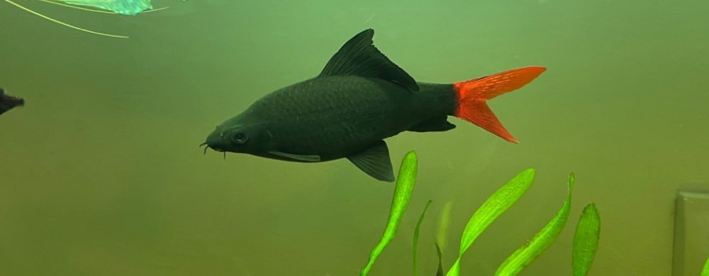 The Red Tail Shark (Epalzeorhynchos Bicolor)