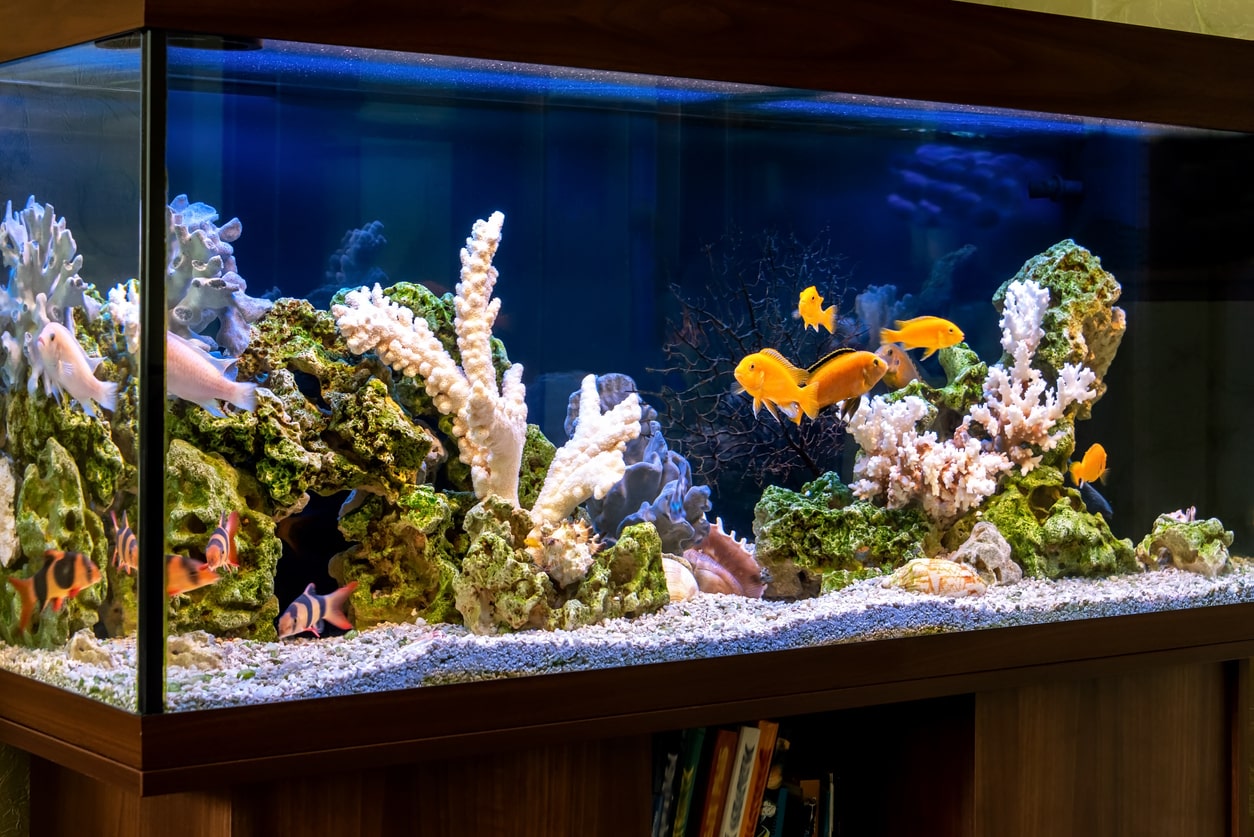 10 Best Convict Fish Cichlid Tank Mates (Compatibility Guide)