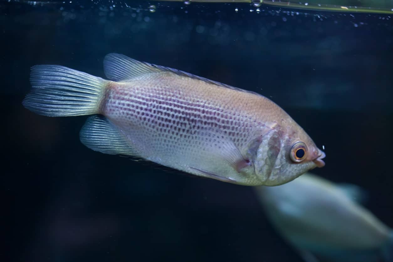 Kissing Gourami: Feeding, Tank Mates, Breeding, and More!